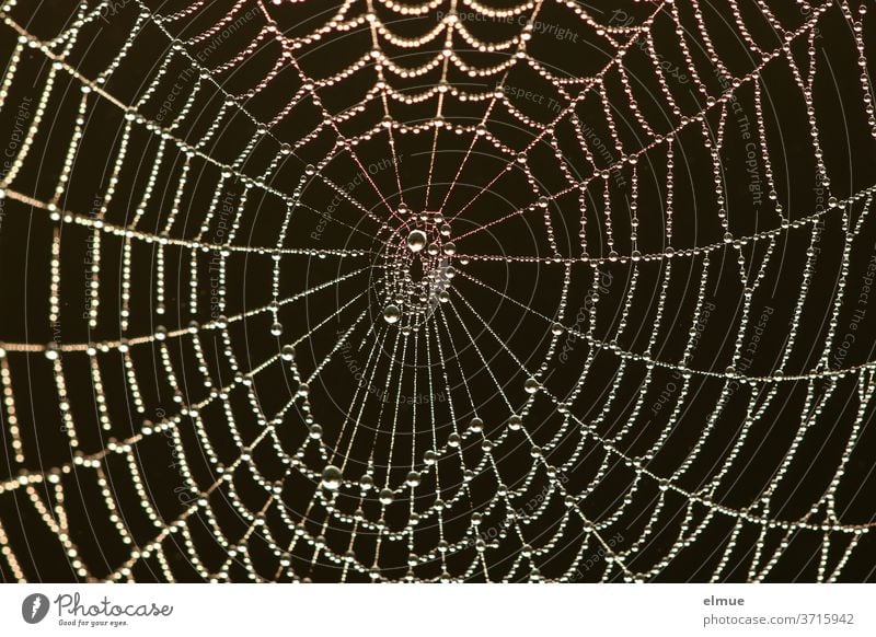 a classic in black - pearls of pure water got caught in the spider's web in the early morning Spider's web Network Pearl Drops of water Water Contrast threads