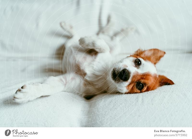 cute jack russell dog lying on sofa, resting and relaxing. Pets indoors bed home sleeping tired lying back portrait adorable autumn white pet lovely domestic