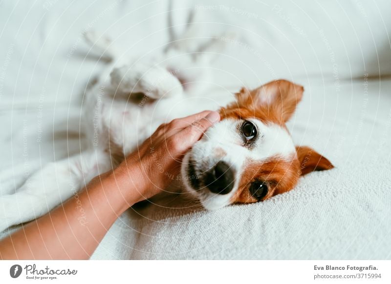 woman hand touching a cute relaxed jack russell dog lying on sofa, resting and relaxing. Pets indoors bed home sleeping tired lying back portrait adorable