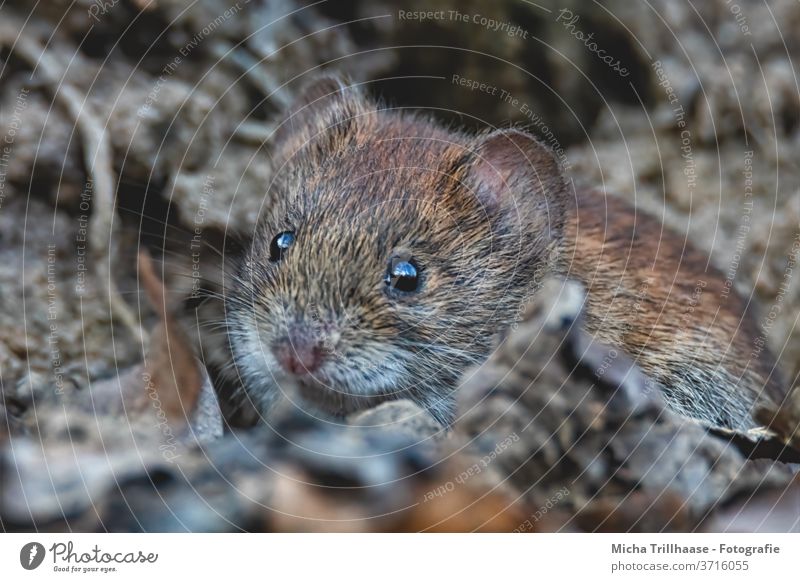 Curious looking mouse Mouse bank vole myodes glareolus Animal face Eyes Nose Muzzle Ear Looking Observe Pelt Wild animal Forest Twigs and branches flaked