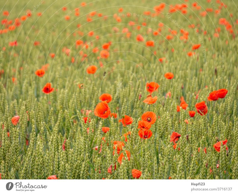 Poppies in the field Poppy blossom Poppy field Wheat Wheatfield Sky Clouds Cloud cover Red green Field Arable land acre cultivated poppies Summer