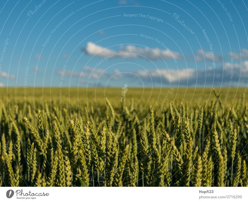 wheat field Wheat Wheatfield grain Cornfield Grain Field Agriculture Summer Nature Grain field Ear of corn Agricultural crop Nutrition Growth Plant