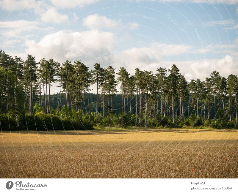 Pine forest tree Summer Sun sunshine green Sky Blue Cloudless sky great Old Nature Exterior shot Landscape Colour photo Deserted Day Plant Environment