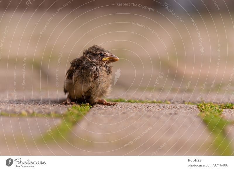 Baby Sparrow sparrow Small birds fledglings Animal Exterior shot Colour photo Day 1 Deserted Brown Animal portrait Nature Wild animal Shallow depth of field