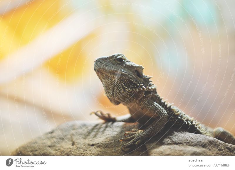 small dragon on a rock Dragon Rock Iguana lizard bearded dragon Reptiles primeval Animal Exotic Wild animal Zoo Desert Enclosure Flake steal Animal portrait