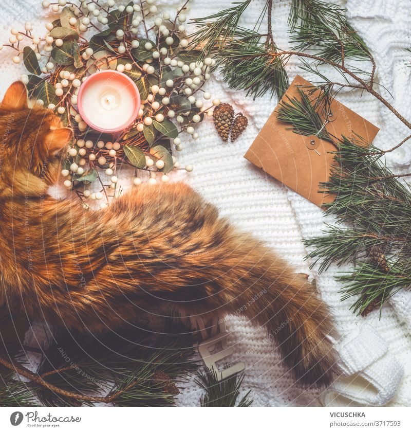 Cozy winter and Christmas lifestyle with fir branches, warm