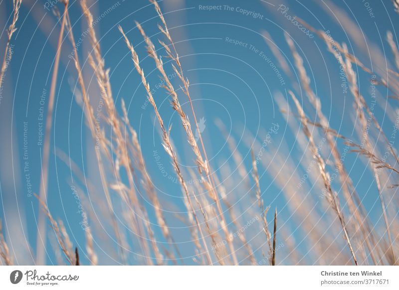 Dry grasses in sunlight in front of a bright blue summer sky dry grasses Grass Sky Sky blue Summer sky Close-up Shallow depth of field Beautiful weather Blur
