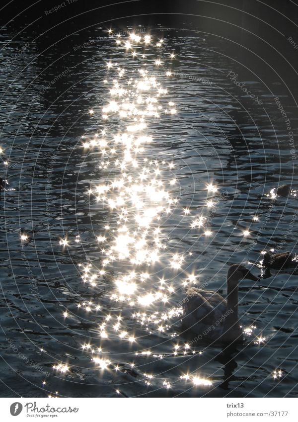 Swans in glittering sunlight1 Glittering Sunlight Animal Beautiful Water Calm Duck