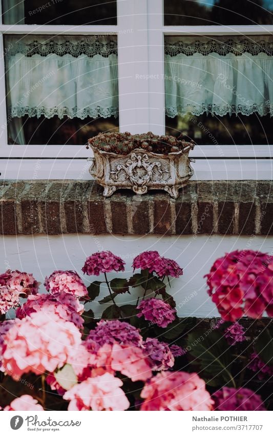 Window border planter with curtains and hydrangeas flower pot window house summer lifestyles old fashion vintage retro pink tile House (Residential Structure)