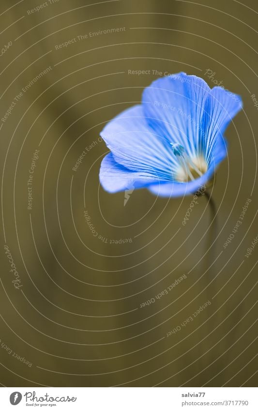 linseed blossom Blossom Flower Flax Flax Flower Plant Nature Blossoming Summer Shallow depth of field Agricultural crop Fragrance light blue Delicate