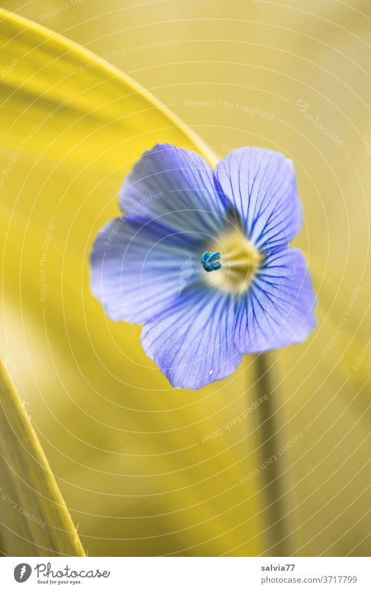 pale blue of a linseed blossom bleed Flax Flax Flower Nature flowers Plant Blue Shallow depth of field Agricultural crop Delicate Blossoming Summer Colour photo