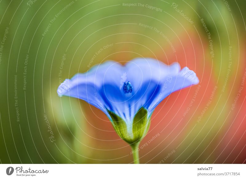 abstract representation of a canvas flower linseed blossom flowers Abstract macro Nature bleed Flax Flower Close-up already Plant Macro (Extreme close-up) Blue