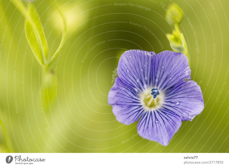 Close up of a flax flower Blossom Nature Flax Agricultural crop Plant Blue Green Summer Blossoming Fragrance Flower Delicate Fine pretty Esthetic Growth