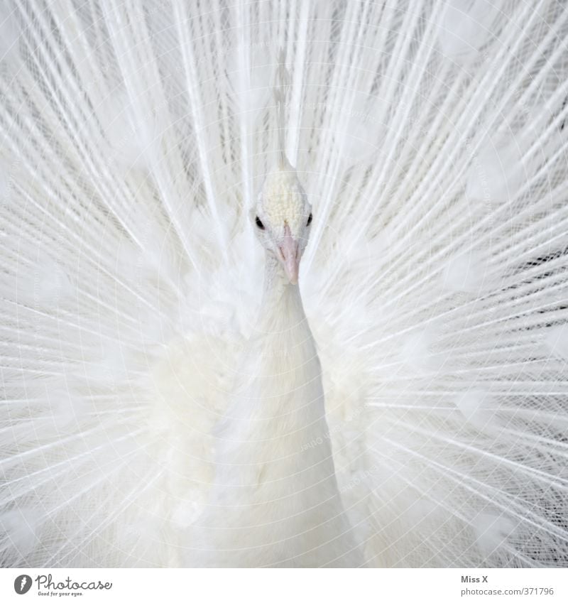 White Peacock Animal Bird A Royalty Free Stock Photo From Photocase