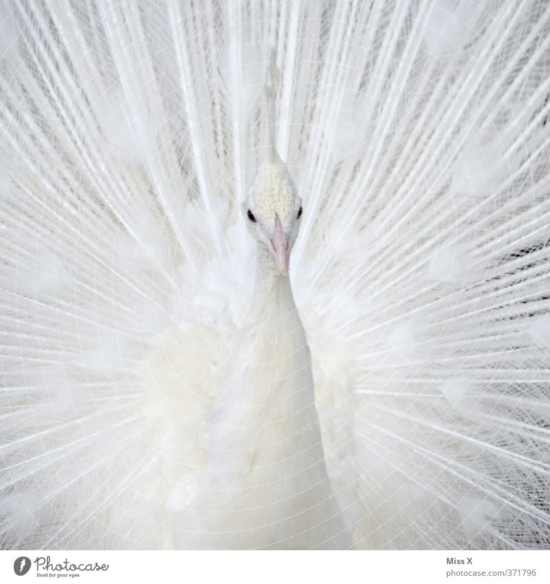 white peacock Animal Bird 1 Beautiful White Pride Conceited Pure Peacock Albino Peacock feather Colour photo Close-up Detail Pattern Deserted Copy Space left