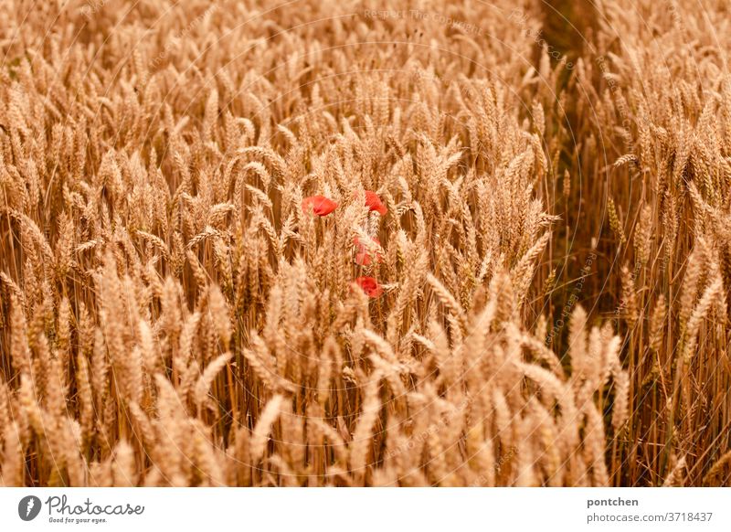A cornfield with poppies in summer. Agriculture Cornfield Grain Barley Wheat Ear of corn Grain ears Summer Nature Grain field Field Agricultural crop Nutrition