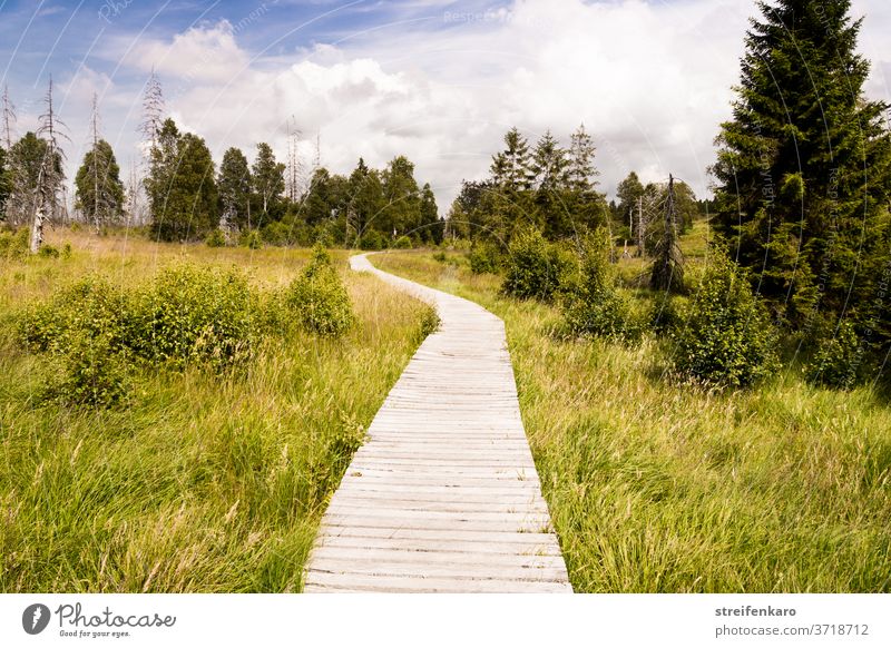 The wooden footbridge in the Hautes Fagnes meandered through the green grass and disappeared between the trees wooden walkway High venn Belgium Nature reserve