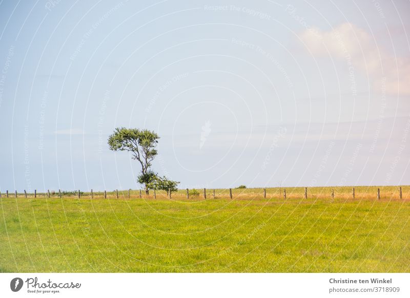 A tree that has grown crookedly by the North Sea wind stands quite alone on the horizon behind a fence on a meadow. Tree by oneself Warped Meadow Willow tree