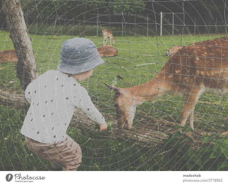 Deer breeder in camouflage suit Roe deer Animal Toddler Child Feeding Nature Wild animal Animal portrait Curiosity To feed Human being Environment