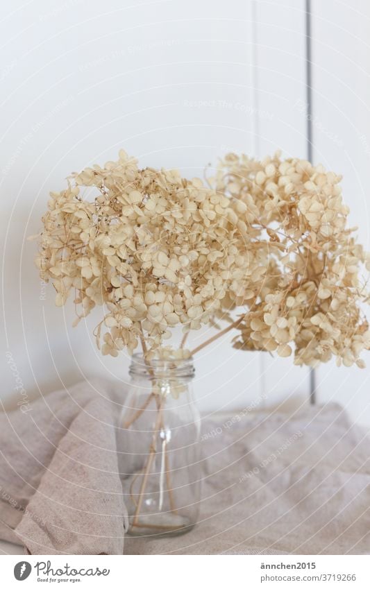 Light dried hydrangeas in a glass vase - a Royalty Free Stock Photo from  Photocase