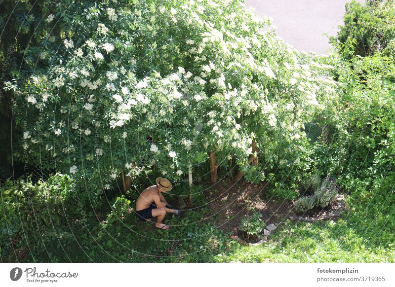 young man under an elderberry bush in blossom working in the garden Gardening Garden plants Gardener Horticulture do gardening Young man Man Growth grow Fresh