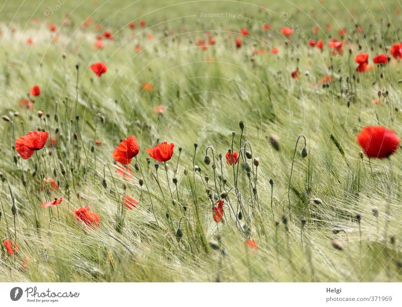 summery... Environment Nature Landscape Plant Summer Beautiful weather Flower Blossom Agricultural crop Wild plant Poppy Poppy blossom Cornfield Barley