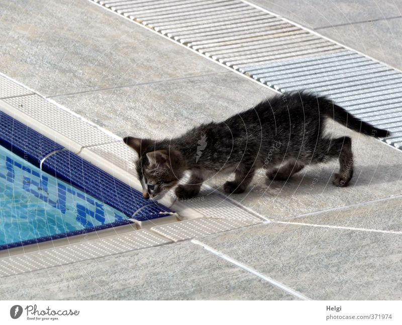 I'm gonna take a look at that animal. Animal Pet Cat 1 Baby animal Swimming pool Tile Looking Stand Esthetic Exceptional Small Cute Blue Gray Black White