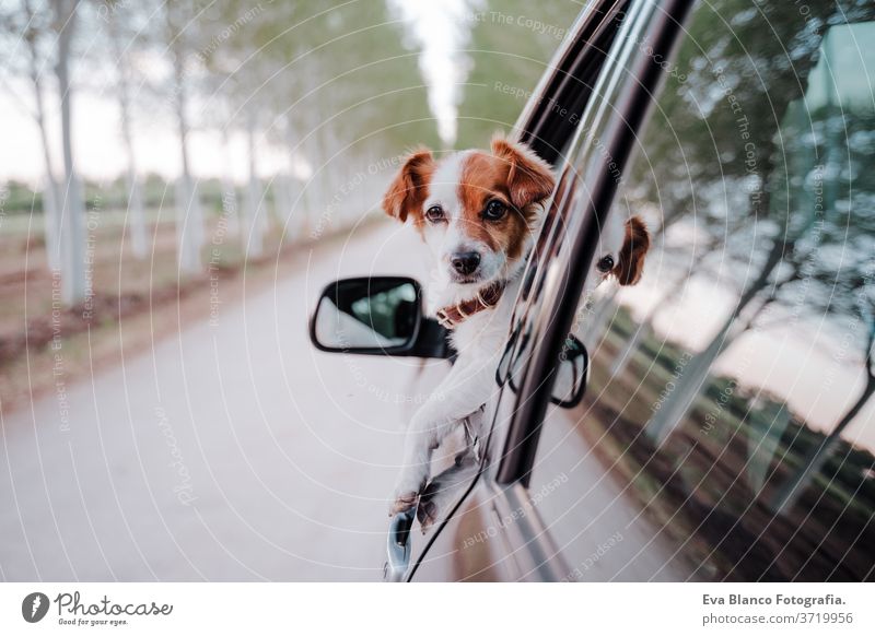 cute small jack russell dog in a car watching by the window. Ready to travel. Traveling with pets concept outdoors fun drive auto obedient purebred tourism
