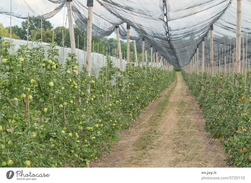 Apple plantation with a net for protection apples apple trees Plantation orchard Net Protection Apple harvest Apple tree fruit green Harvest Nutrition Healthy