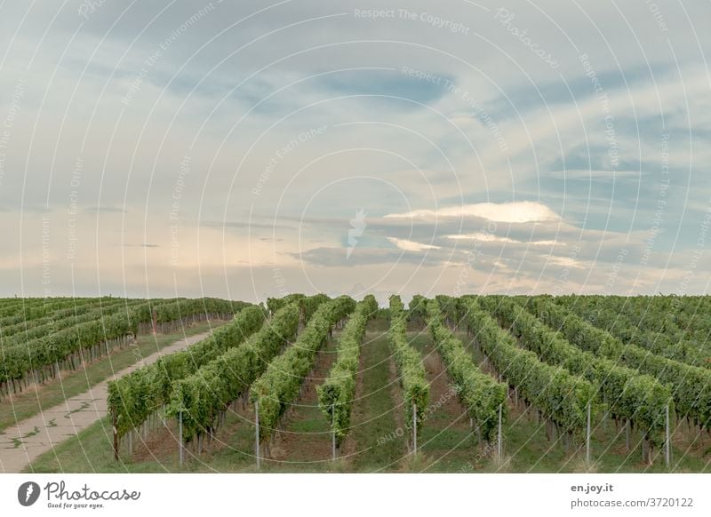 Vineyard to the horizon palatinate Rhineland-Palatinate Wine growing vines Wide angle Clouds Agriculture Sky green Idyll Landscape Lanes & trails Horizon