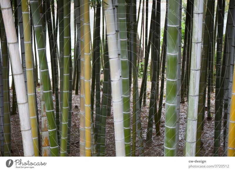 Bamboo in Japan Asia bamboo forest Japanese Bamboo stick