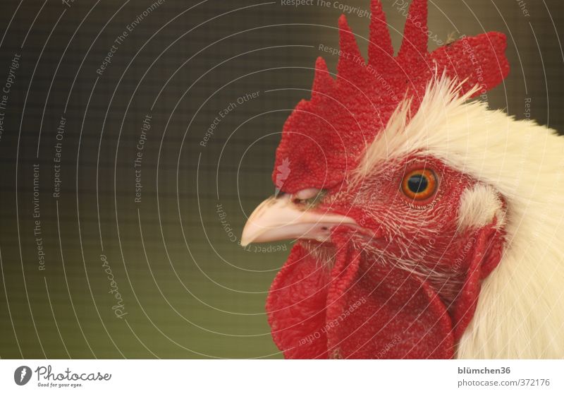 Cockerel Gustav Animal Farm animal Bird Rooster Animal face Head Feather Poultry Observe Looking Esthetic Beautiful Natural Red White Agriculture Pride Beak