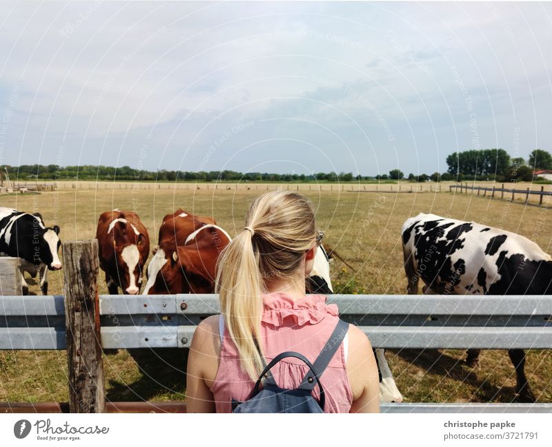 Blonde woman looking at cows in the pasture Woman Willow tree chill Animal Agriculture Meadow Cattle Exterior shot Herd Livestock Nature Farm animal