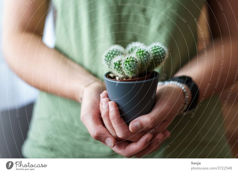 Young woman with a small cactus in her hands. Close-up, partial view Cactus Woman youthful stop natural green Plant Thorn Pain Thorny Nature Houseplant