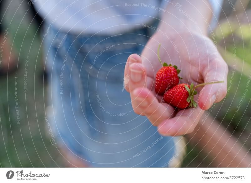 Closeup of a young woman's hand holding a pair of ripe strawberries just picked from its plant in an organic vegetable garden fruit healthy nature red produce