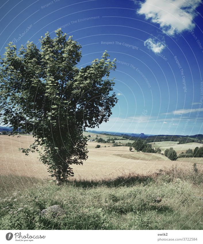 stand tree Saxon Switzerland Elbsandstone mountains Eastern Germany Peaceful Horizon Panorama (View) Environment Mountain Freedom Beautiful weather