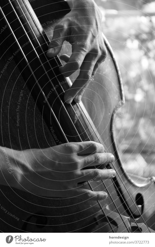 Double bass playing, plucking pizzicato Plucking Jazz Musician Musical instrument Jazz music Classical Make music Sound Black and white photography Detail
