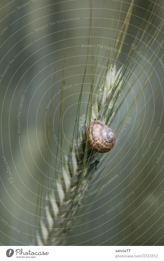 snail shell stuck to a rye ear Nature Grain ear Rye approximation Snail shell Crumpet Vineyard snail Protection Rest Forms and structures Structures and shapes