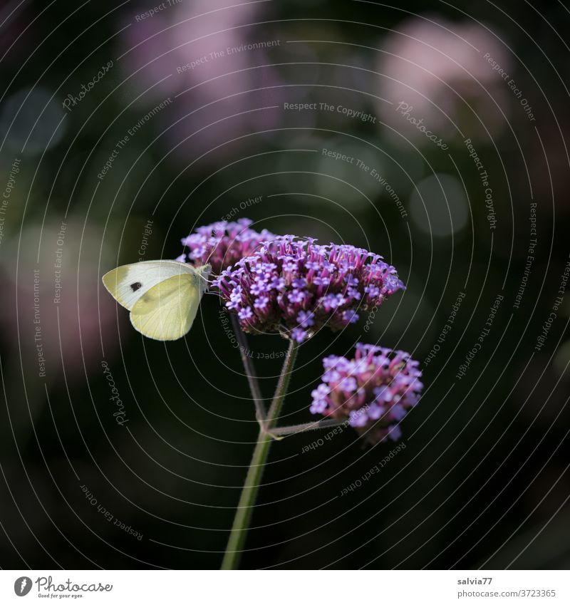 favourite flower Nature bleed Butterfly cabbage white verbena verbena bonariensis Plant flowers Close-up Summer Insect Animal Garden Neutral Background