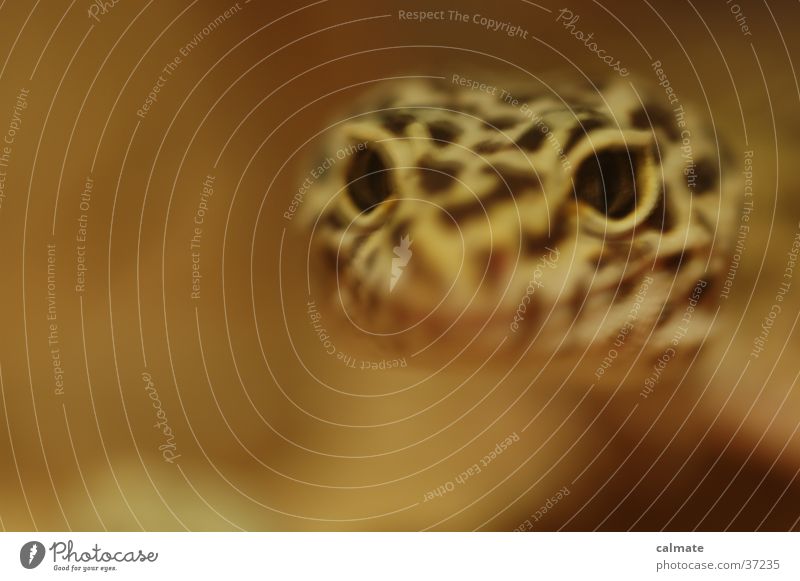 .:Leopard Ecco:. #5 Reptiles Saurians Gekko terarium Sand Eyes