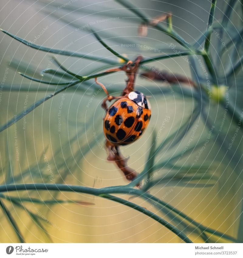 Asian ladybird Ladybird Beetle Insect Orange Close-up Macro (Extreme close-up) Crawl Small luck Nature Colour photo Summer Shallow depth of field