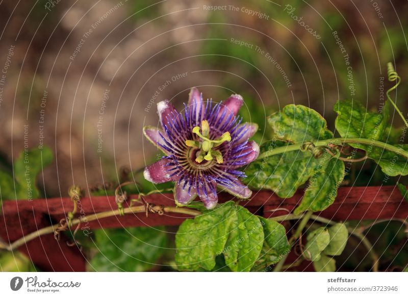 Purple blue passion flower vine plant Passiflora caerulea in bloom Blue crown passion flower passion flower plant tropical flower passionflower