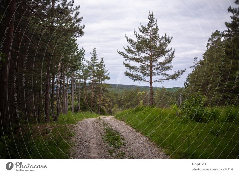 Pine forest tree Summer Sun sunshine green Sky Blue Cloudless sky great Old Nature Exterior shot Landscape Colour photo Deserted Day Plant Environment