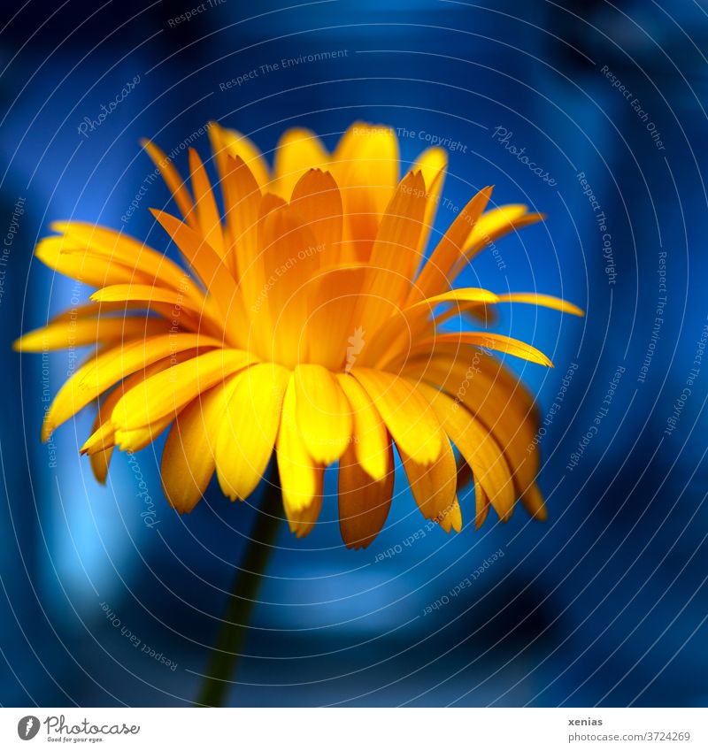Bright yellow calendula in front of bright blue Marigold Yellow Blue bleed flowers Plant Orange Summer Nature Blossoming Medicinal plant