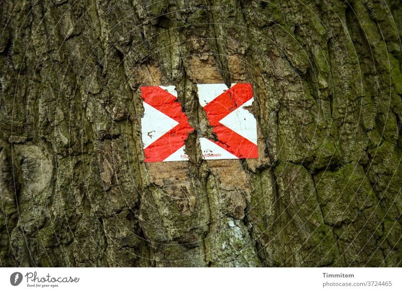 The road markings could no longer withstand the strong growth tree Tree trunk bark wood path marking Signs and labeling Crucifix Brown Red White Exterior shot