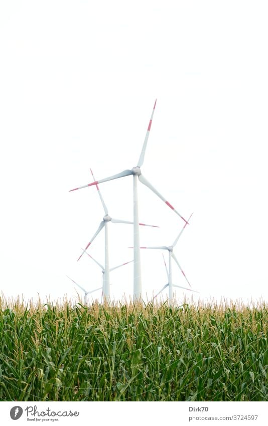Wind turbines in the maize field wind power wind energy converter Wind energy plant Sky Energy industry Renewable energy electricity ecologic Alternative