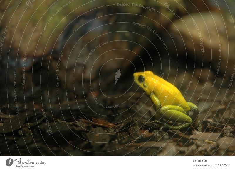 &lt;font color="#ffff00"&gt;-==- proudly presents Yellow Transport Frog amphibian leaf brooch Close-up