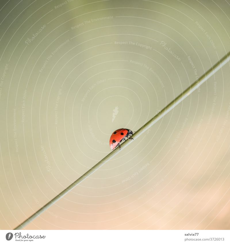 Upward trend | 1500 Ladybird Nature Happy Crawl Macro (Extreme close-up) Beetle Close-up Colour photo Summer Insect Deserted Exterior shot Seven-spot ladybird