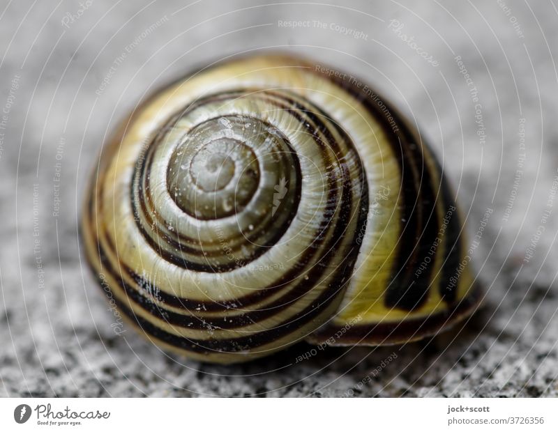 leave a shell Snail shell Protection Structures and shapes Spiral Crumpet Macro (Extreme close-up) Animal Round Symmetry Sheath Uninhabited