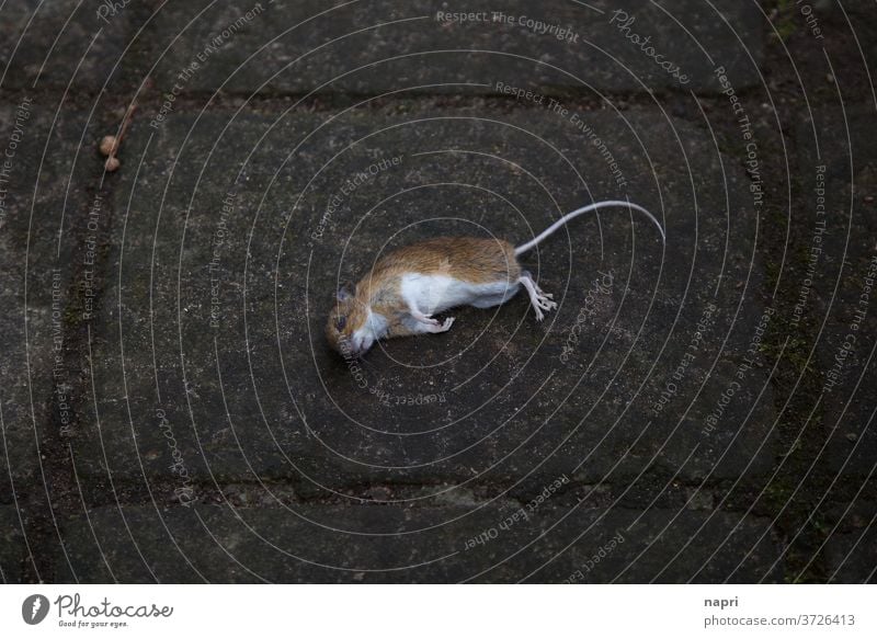 death is always | Dead mouse lies in the middle of the sidewalk Mouse Dead animal dead Death as dead as a doornail cadaverous Transience Nature pass away phobia